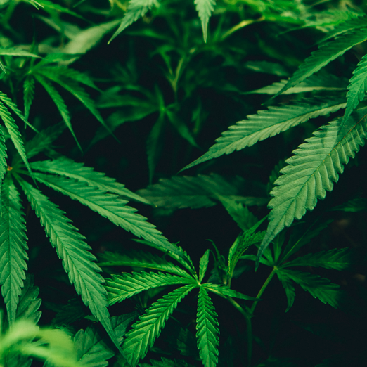 Cannabis, CBD: Advertising and Drug Test Problems