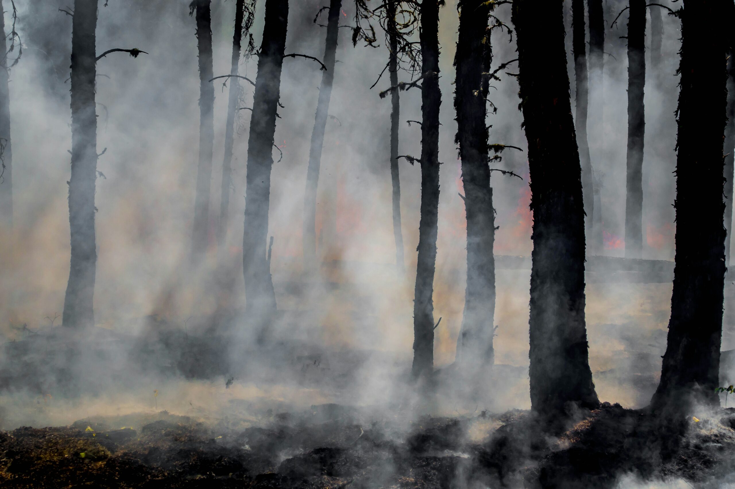 Catastrophic Wildfires Recovery – Get the Most from Your Insurance Coverage