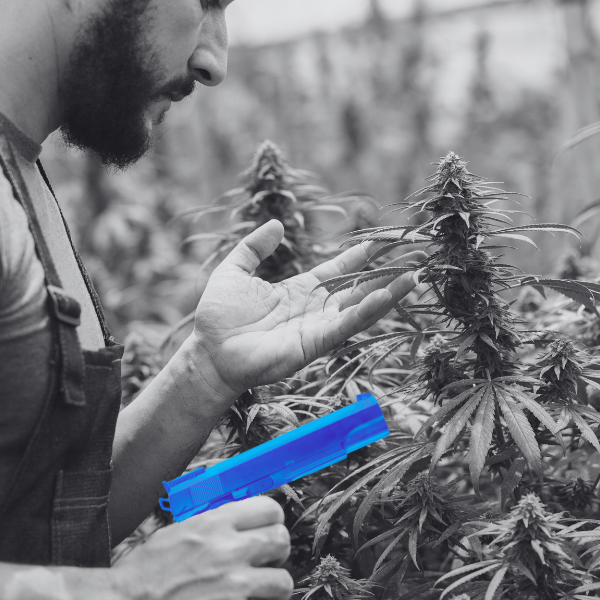 photo of a man holding a gun inspecting cannabis